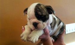 8 week old AKC English Bulldogs available. Champion Bloodlines. Born 10/1/12. All shots and de-wormed. Family raised. Please call or text for more information....845-381-4462.