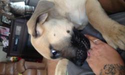 AKC English mastiff puppy 11 weeks old. Current on shots , dewormed and vet checked. Parents on premise . Puppy is very loving and sweet great with children and other animals. Puppy does have a small hernia due to being a c- section puppy and having his