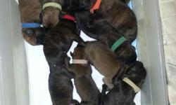 AKC English Mastiff Pup....Ready to go... Healthy litter of 11 born on 5/7/14 and will be ready to go the first week of July. We currently have 3 puppies left for reservation, 1 big brindle male and 2 females. The females are twins and I would like them