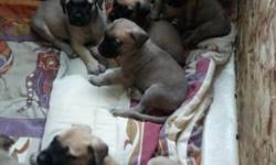 AKC registered English Mastiff puppies. Born 8/18/2014. Sire and Dam on premesis. 8 females, 1 male available. They have their first set of vaccinations, have had a vet exam and have been dewormed. They come with a 2-year health guarantee. They are good