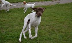 Cisco is a beautiful liver and white 2 year old purebred AKC registered Pointer. He is a retired show dog looking for a pet friendly home. He is crate trained, house trained and has basic manners. Cisco is kind of goofy and clumsy so he can be a bit