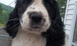 AKC English Springer Spaniels bred for temperment and color. Family raised and EXTREMELY well socialized. Great for agility, hunting or just "cuddling". Both parents available. $800 w/$100 deposit (spay/neuter contract and vet reference required)
We have