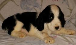 2 male AKC English Springer Spaniel Puppies. 1 Liver/White, 1Black/White have had tails docked, dew claws removed, shots and worming. ready Nov 1st Parents on premises. Great family dogs.