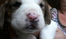 Blue and white European and Appalachian Big Foot Basset Hound Puppies for Sale:
Located in upstate new york, AKC registered with limited papers, full registration can be added for an additional fee of $150.00. I can send pictures via text message. This
