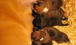 Awesome Boxers puppies for sale. Katie our family dog has a litter of beautiful 40% European puppies. Katie, the mother is an American Flashy Fawn Female and the Father is a sealed Black 75% European boxer.
The pups were born 11-14-14. They will be ready