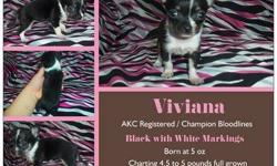 I am a private in home AKC show breeder, inspected and licensed through the AKC as well as a breeder of merit. This little girl is a smooth coat Chihuahua from Champion Davishall Bloodlines. Mom is Bianca and dad is Angelo, both are AKC registered, DNA