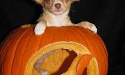 "Calypso" was born August 19, 2012 and is a gorgeous, blue-eyed, red merle chihuahua, with very slight merle markings that will likely disappear as an adult. She is a playful and fun girl.
Dad is white with blue-fawn spots and AKC GCH sired, mom is an AKC