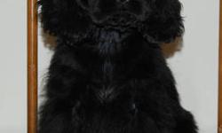 American Cocker Spaniel Puppies
Born December 13, 2012
10 Weeks Old
READY TO GO NOW!
Gorgeous Show Quality Female Still Available!!
She would also make a wonderful pet.
Mom is Black/White/Tan Merle (17 lbs)
Dad is Chocolate (25 lbs)
Both parents are from