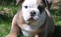 Royal Blue Bulldogz- From One Loving Family to Another!
Quality English Bulldog Puppies Available!
To see Chanel's video's go to my website at http://www. royalbluebulldogz.com (She has Blue Greenish Eyes)
1. Click on the "Sponsors" link
2. Under "ID