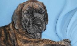 We breed Quality Mastiffs with great personalities, temperament and sound health. We have a very sweet brindle female English mastiff puppy looking for a loving home. She was born on March 7, 2013.
Our dogs are members of our family and raised around