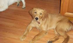 ACK Female Golden Retriever, Approx 20 Weeks Old, Kennel & House Trained, Starting To Retrieve. Needs Lots Of Attention & Affection. Gets Along Very Well With Other Dogs. Will Include Her Kennel.
She is at A Very Trainable Age