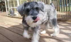 updated 12-1-12 Beautiful strong and sturdy. Mom and grandparents on premises.One female left out of a litter of 6. Healthy with good temperaments. Intelligent, loving, devoted companions and family pets. Schnauzers do not shed but do need occasional hair