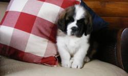 This is Layla a gorgeous 8 week old female AKC Saint Bernard puppy. She is Champion sired and comes with her first and second set of vaccinations. She also comes with a 3 year hip guarantee and 1 year health guarantee. We ship worldwide. Shipping within