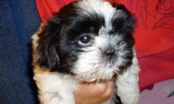 Akc female Shih tzu puppy born 4/11/13,champion blood lines.Vet checked,1st shots,wormed,&on revolution.$500.00 with full AKC registration application or $400.00 with limited AKC application.Phone# 585-392-7683