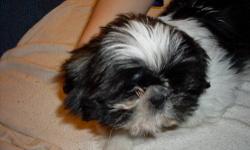 AKC female Shih Tzu puppy born 9-3-12, brown & white,Champion blood lines.1st, 2nd shots,wormed, vet checked & on revolution.$350.00 with limited AKC registration application or $450.00 with full AKC registration application application.phone#585-392-7683