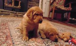 Ruby is a beautiful fox red/Dark yellow, AKC registered, female lab puppy .She has been raise in home environment, socialized and handle from a young age making wonderful family companion. Mother ? Winnie, a cream colored yellow( Winnie?s grandparents are