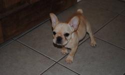 Beautiful 10 week old French Bulldog female ready for her new home, I bought her sister and have decided to find a forever home for her. She is playful and sweet. She is AKC registered, has her first shots, wormings. Please contact me for any questions.