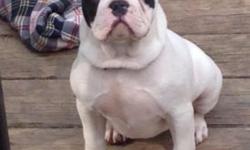:
Frosty is a female piebald brindle and white AKC (full rights) French Bulldog. She is up to date on her shots including rabies.
17 weeks old and 14 lbs
Almost house broke with a doggie door.
Full AKC papers included.