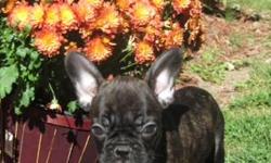 AKC French Bulldog, brindle, well socialized, updated vaccinations, wormed, ready to go. Delivery available.