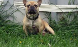 I have a beautiful sable male French bulldog looking for his forever home he is sable ay/at Dd I am letting him go as a pet for 750 or 1000 with his akc papers he is great with kids and all animals
Call or text anytime 5857384175
