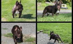 I have 4 beautiful AKC registered French bulldog puppies, 2 males and 2 females!! All 4 pups are chocolate carrier's, they carry the chocolate gene so if bred to another chocolate they will produce chocolate puppies!
These babies are nice thick boned,