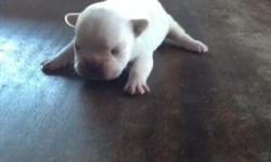 Akc Champion sired cream male puppy born sept 2 ready for new home oct 28th will come with 1st shots wormed limited akc reg taking deposits now