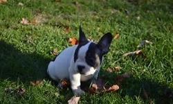 Pied red boy is loving and playful. Well socialized and raised in our home. He would be a lovely addition to any family. Our puppies are up to date on vaccines, worming, and bordello. They also receive Revolution for heart worm. Both parents are on the