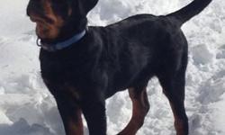 Lifelong relationships need a strong start ~ CHAMPION Sired Umbro Carrabba Haus
Excellent Purebred German Rottweiler MALE Puppy Available. AKC REGISTERABLE; 5 months old; Well Socialized; Very Personable; House and Crate Trained; All shots given; attended