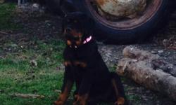 AKC GERMAN ROTT FEMALE TAIL AN DEW CLAWS SHOTS CRATE TRAINED PARENTS ON PROPERTY. BRED FOR SIZE AND TEMPERAMENT .