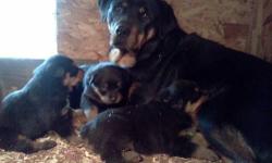 I have 4 male and 4 female puppies. They are 3 weeks old and i will be taking deposits and will deliver to Bloomingburg N.Y when they are ready. They will be UTD on shots and worming.I own both parents and they are large style with nice heads.Can provide