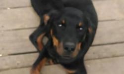 Hello Rottweiler lovers,
We currently have a 8 month old male AKC champion bloodlines rottweiler puppy , shots currently up to date including rabies. Very good temperaments and disposition, he is very friendly and silly he loves attention and affection.