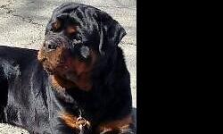 AKC German Rottweiler pups born march 15 six boys four girls tails dew claws and first shots . both parents on property. ready to go by april 30th calls only no text. 585-794-8580 pic of mom and dad and pups below also pedigree on both dogs