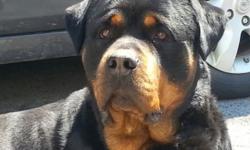 big head big boy needs a no kid home does well with strong minded person he is not fixed up to date on all shots vet checked house trained and ver eager to please loves attention and is a very good guard dog. ok with other female dogs an cats would do