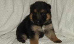 Black and tan males and females will be ready to go on 3/12. Mother is all great german lines. Puppies will be micro chipped, dna on file with akc, vet checked, utd on shots and deworming. Pls call 607-372-9912
