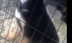 1 Male 10 weeks old, beautiful black and tend, parents on Promises, Vet check, and shots. He know some commands seat down, lay down etc. very smart !!!
1Female 8 weeks old, pretty black and tend, parents on promises, Vet check
This ad was posted with the