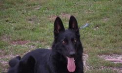 AKC German Shepherd Dog --intact female-- Black. Is OFA hip certified/ excellent working bloodlines. Looking for a good home. Cannot keep due to "bitch wars" with sister. Gets along awesomely with all other dogs.
