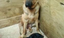 AKC German Shepherd pups - German blood line. 6 males & 3 females black & red. M - $ 1200. F - $1500. Shots and wormed. Please no emails.
If interested please call 716-957-0484. *** BORN 7-25- 14 READY 8 WEEKS FROM THIS DATE TAKING DEPOSIT.