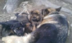 AKC german shepherd female only pups-shots/dewormed
Raised in the home,fantastic with/and for kids. Hip/health and temperment guarantee.German bloodlines. Red and Black and Red Sables. Parents/grandparents onn premises.
$500 up...
Call 607-967-7227 or