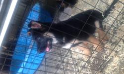 1 Male, black and tend beautifull, Parent on Promises, shots and vet check, ready to go DOB April 20, 2013. TRAING TO SEET, GIVE THE PAW, AND LAY DOWN, VERY GOOD WITH OTHER DOGS. HE IS ONLY 9 WEEKS OLD. VERY SMART AND INTELIGENTE.
Was sell, but return