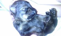 Beautiful AKC Shepherd pups. Both parents on premises. Have a few sable color pups in litter. Excellent bloodline. Sire is long haired. Taking deposits, pups will be ready 05/03/13. Call Tracy 443.699.0458.