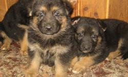 Beautiful HEAVY BONED- Oversized German Shepherd pups.
Parents on premises. Raised in the home. Shots-wormed.
Lifetime Guarantee. Health, Hip and Temperment. Great with children and other pets. started housebreaking. Excellent Bloodlines.
Will make great