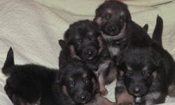 AKC German Shepherd puppies that will be ready for there new homes on 6/6/13. Puppies will be utd on shots and deworming, vet checked, and can be micro chipped if you want. Please call no emails! 607-372-9912
Dam Lines Go Back To: CH Deb-Mar's Luciano, CH