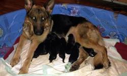 Nine beautiful babies were born on April 5th. Five females and four males are available. All pups will be black and tan standard coat. Price is $650.00. Pups come with first vaccinations, de-worming, and a health certificate.
We are retiring from breeding