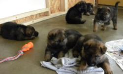 Will be ready for new homes August 1, 2016. 4 boys 2 girls, they will of course leave here with first shots and de-wormer. Visit our FB page Comfort Hill Kennels or www.comforthillkennels.com and the link to our FB page for current videos of puppies.