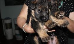 4 adorable AKC German shepherd, black & tan puppies looking for a caring home! There are 2 males and 2 females.
Health guaranteed, parents on premises, and very sweet! They large bones and their father is over 100 pounds!
They were born on the 7th of July
