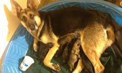 AKC registered German Shepherd puppies born 12/10/2012! Will be ready for their new homes on or after 02/05/2013.
Black and tan males
Sable males
Sable females
Puppies will come with full AKC registration, 15 digit ISO (HomeAgain) microchips [optional if