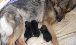 AKC German Shepherd puppies for sale born Feb. 15, 2015. We offer family owned and raised German Shepherd Puppies. We have 3 females 2 are sold already so there is 1 Females left for sale. $200.00 Down payments required to reserve a puppy, all puppies