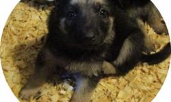 Windom Hill kennel has German Shepherd puppies at this time. They will have shots, be de-wormed and come with a health guarantee. See website for full details http://www.oak-tree.org/windom-hill-kennel-2013.html There are 3 blacks in this group, 2 males