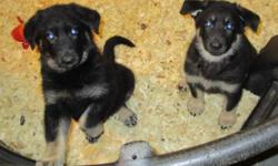 Males still available, 1 black, 1 black face, others standard black and tan
Windom Hill kennel has German Shepherd puppies at this time. They will have shots, be de-wormed and come with a health guarantee. See website for full details