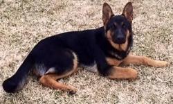 I have a wonderful Male german shepherd puppy (From German Lines) for sale .Akc registered . 10 Weeks Old, Black and tan Male. $ 600.00 FIRM If interested call Sean at 845-392-4131